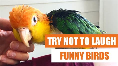 funny videos of birds|try not to laugh birds.